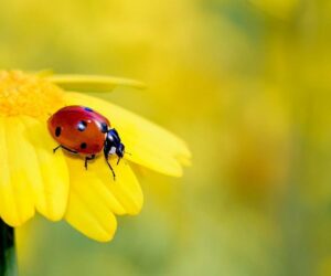 23 Legendary Ladybug Gifts to Delight Animal Lovers